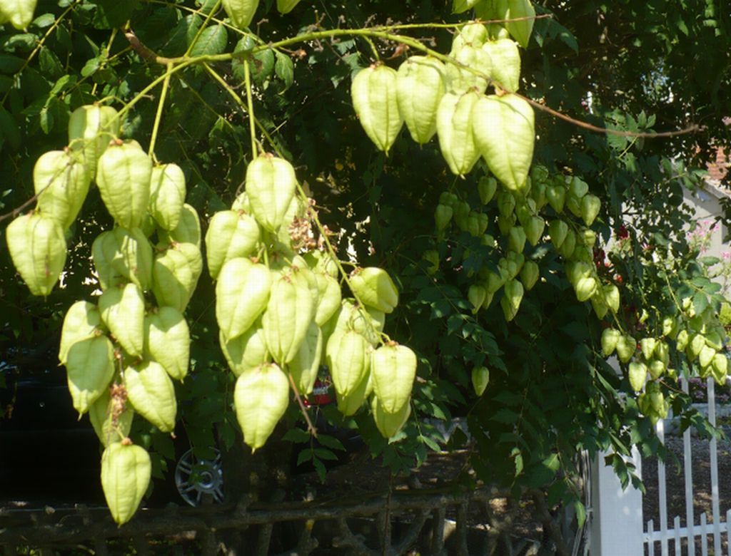 uno strano albero vicino la citt - Koelreuteria paniculata