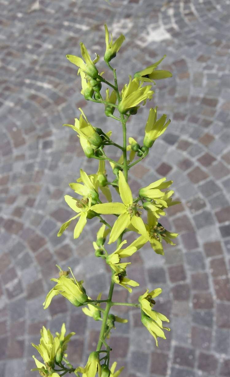 uno strano albero vicino la citt - Koelreuteria paniculata