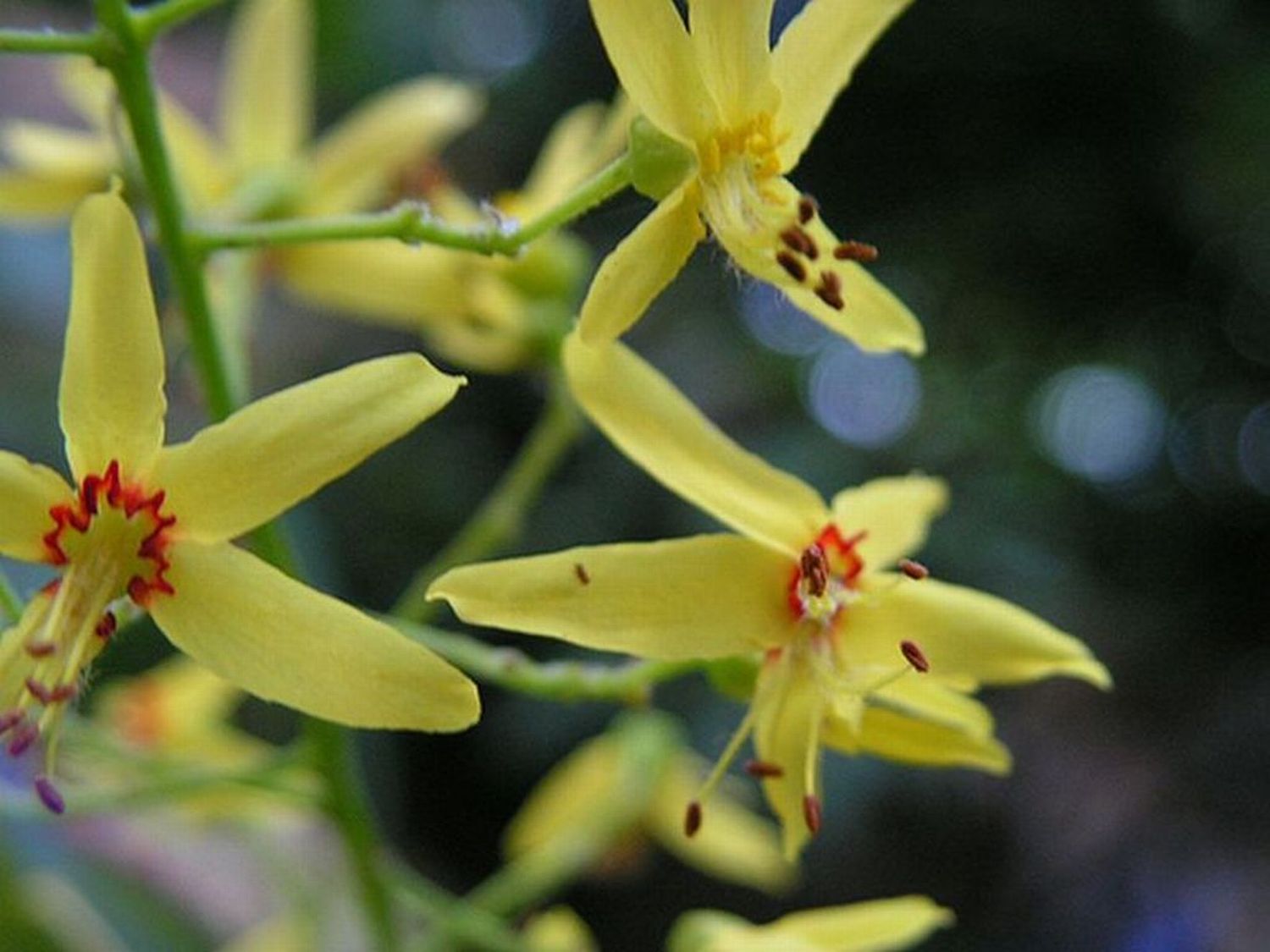 uno strano albero vicino la citt - Koelreuteria paniculata