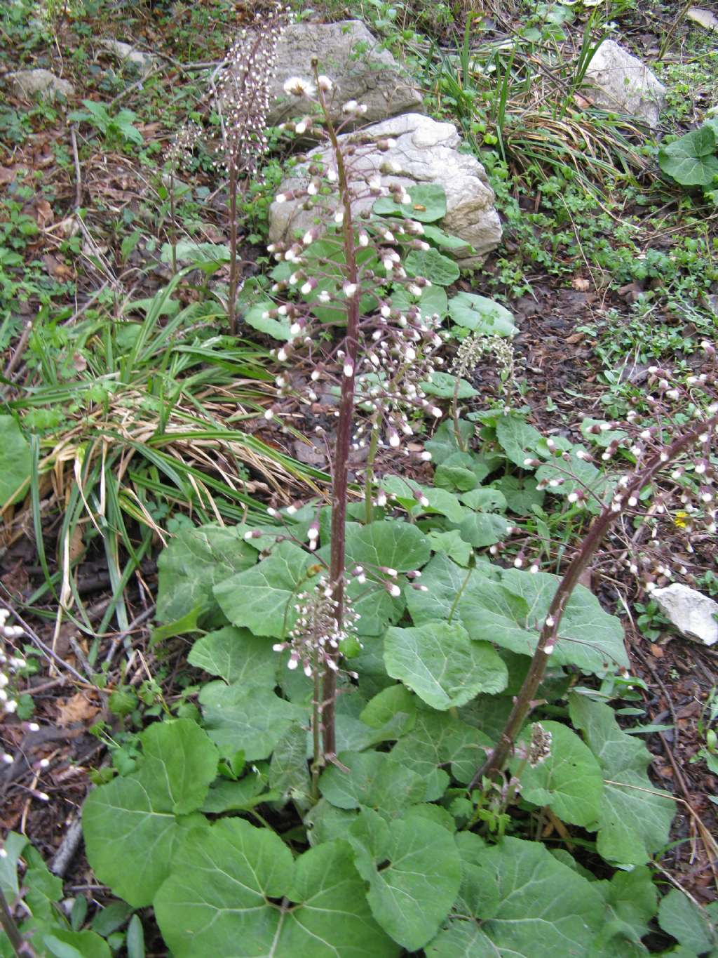 da determinare - Petasites cfr. hybridus