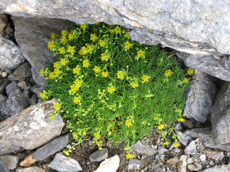 Veglia e Devero (Piemonte) : Saxifraga aizoides