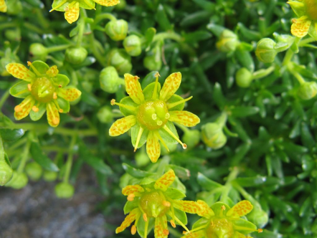 Veglia e Devero (Piemonte) : Saxifraga aizoides