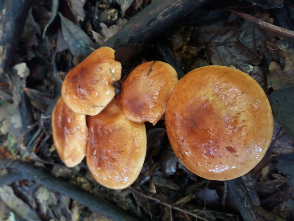 fungo da determinare, Calabria, circa 300 m s.l.m. in habitat di corbezzolo, erica, sugher