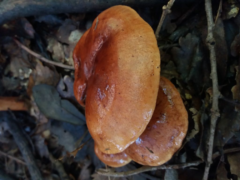 fungo da determinare, Calabria, circa 300 m s.l.m. in habitat di corbezzolo, erica, sugher