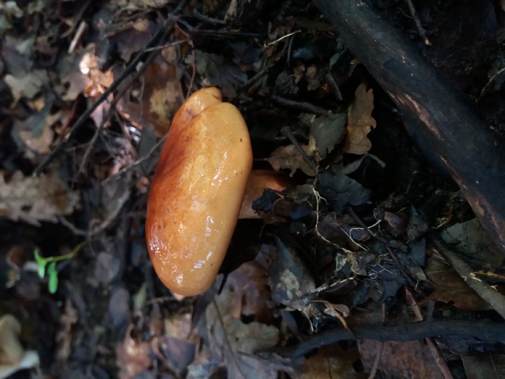 fungo da determinare, Calabria, circa 300 m s.l.m. in habitat di corbezzolo, erica, sugher