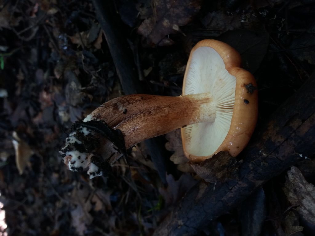 fungo da determinare, Calabria, circa 300 m s.l.m. in habitat di corbezzolo, erica, sugher