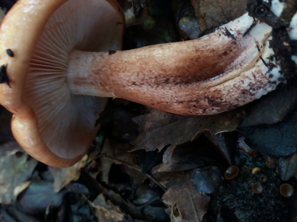 fungo da determinare, Calabria, circa 300 m s.l.m. in habitat di corbezzolo, erica, sugher