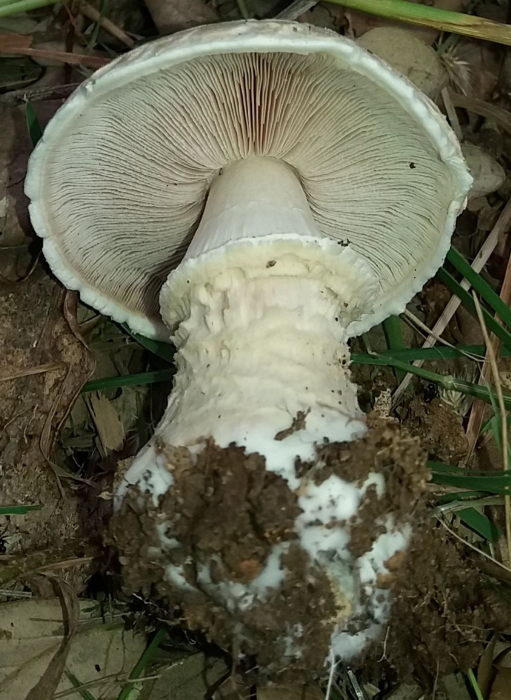 fungo da determinare, tra querce, erica e corbezzolo