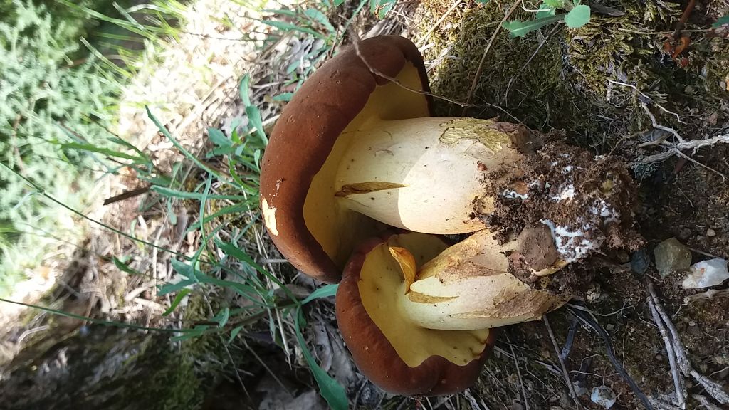 Riconoscimento fungo in habitat di quercia e corbezzolo