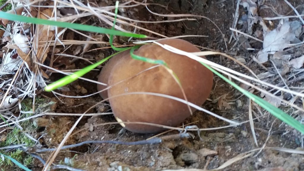 Riconoscimento fungo in habitat di quercia e corbezzolo