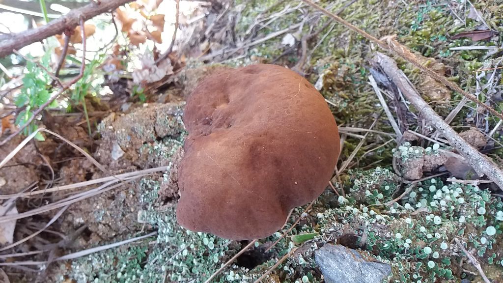 Riconoscimento fungo in habitat di quercia e corbezzolo