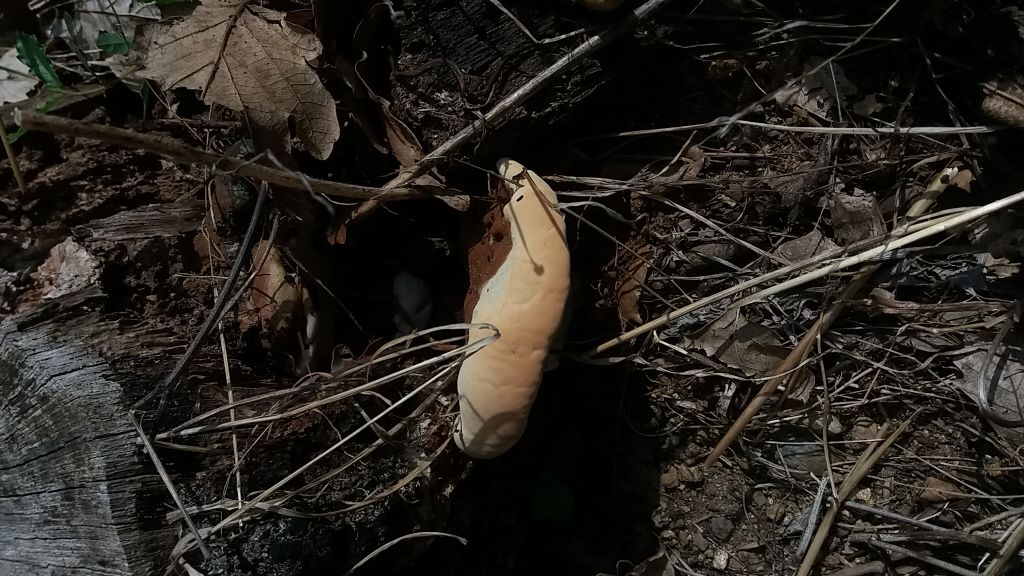 Fungo su ceppaia di quercia...