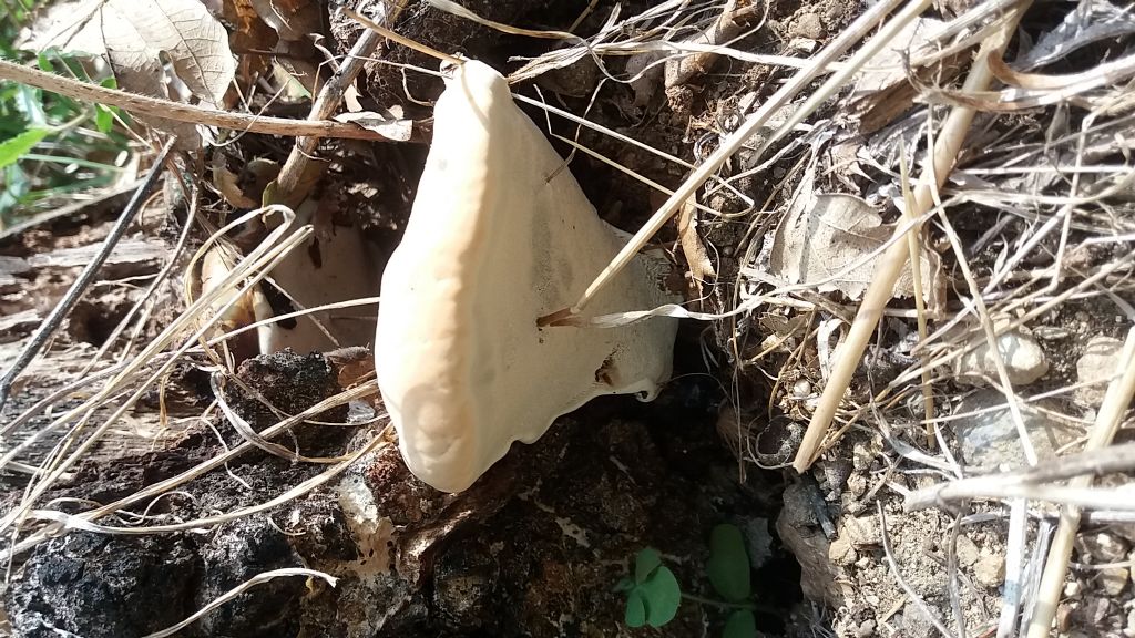 Fungo su ceppaia di quercia...