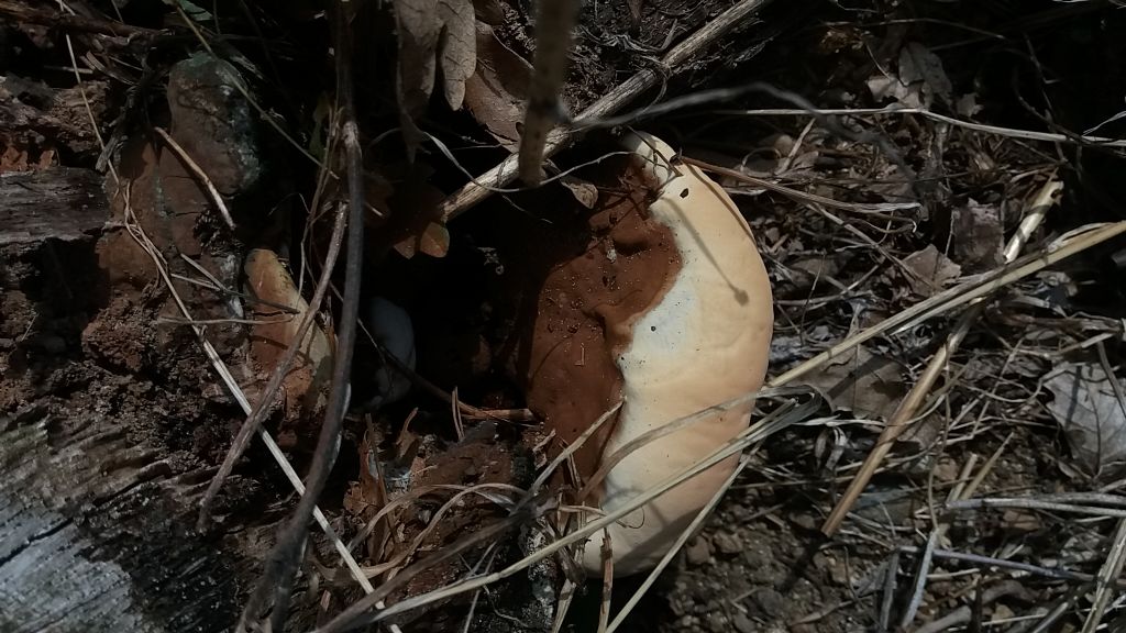 Fungo su ceppaia di quercia...