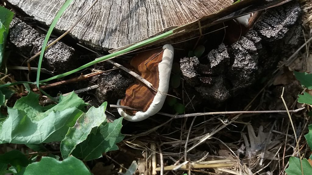 Fungo su ceppaia di quercia...