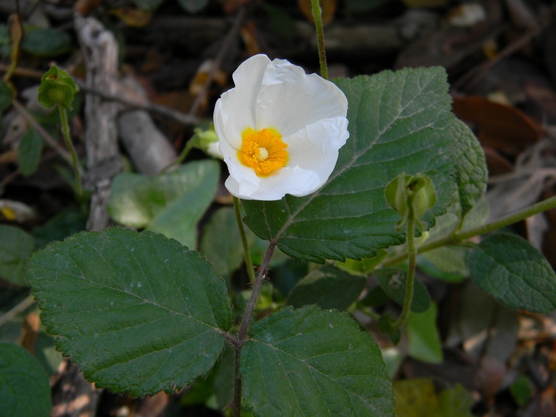 Cistus salviifolius