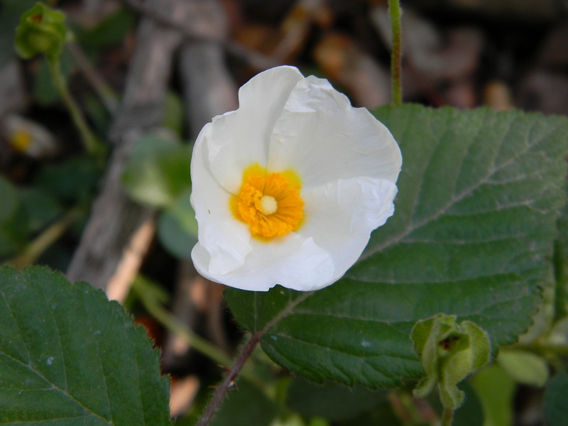 Cistus salviifolius