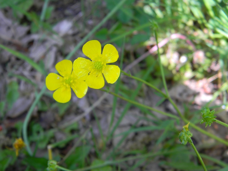 Ranunculus sp.