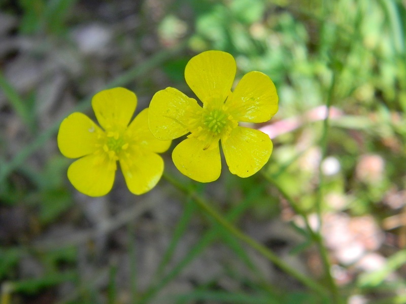 Ranunculus sp.