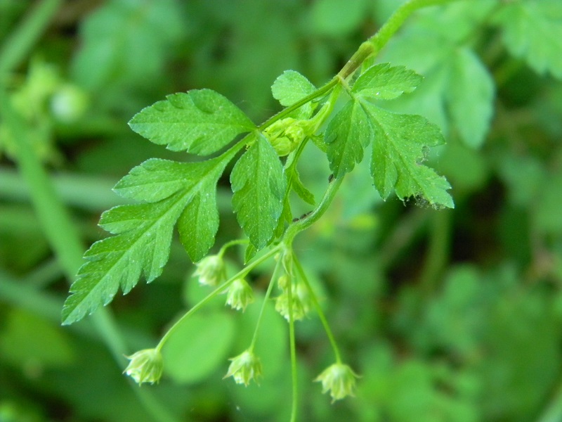 cfr. Chaerophyllum temulum