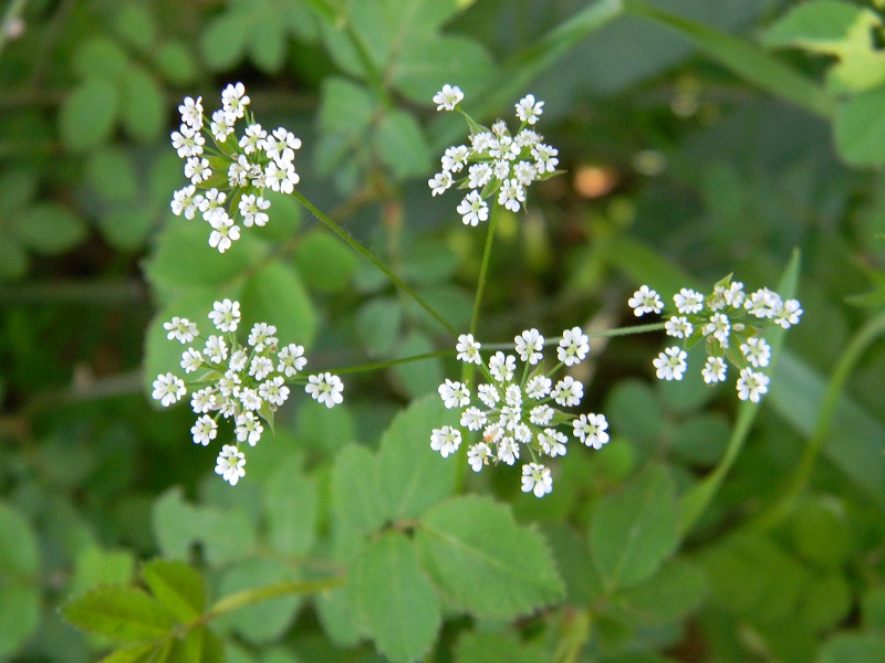 cfr. Chaerophyllum temulum