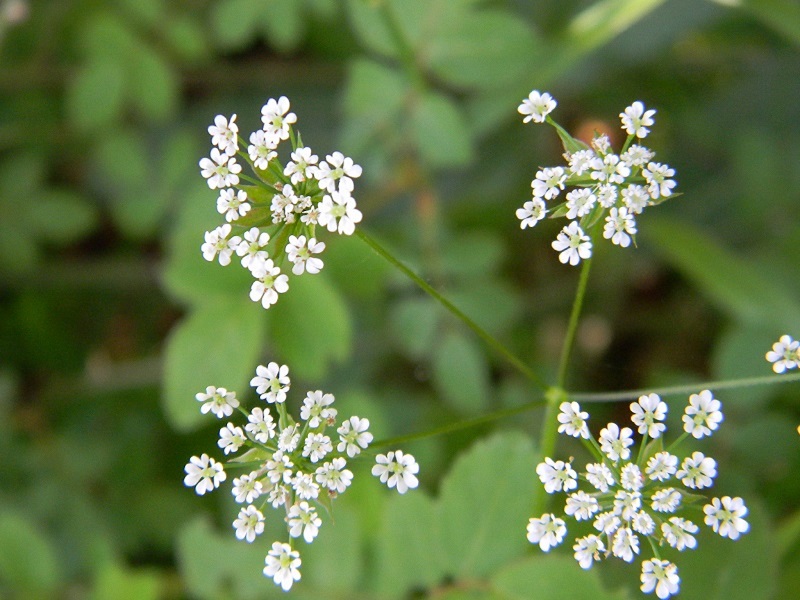 cfr. Chaerophyllum temulum