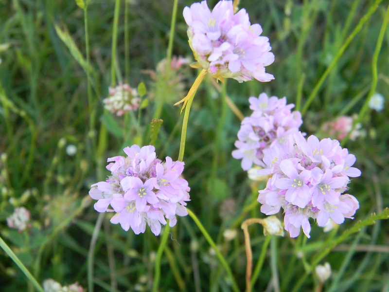 Armeria canescens (Caryophyllales - Plumbaginaceae)