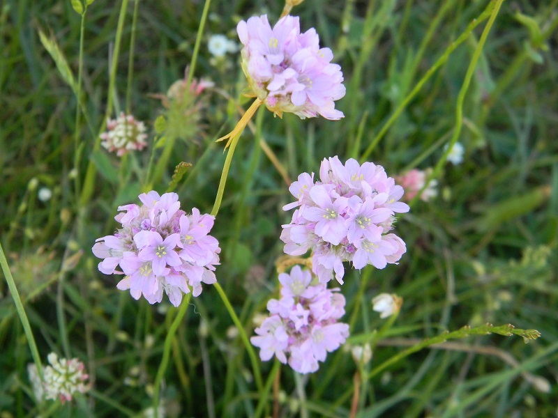 Armeria canescens (Caryophyllales - Plumbaginaceae)