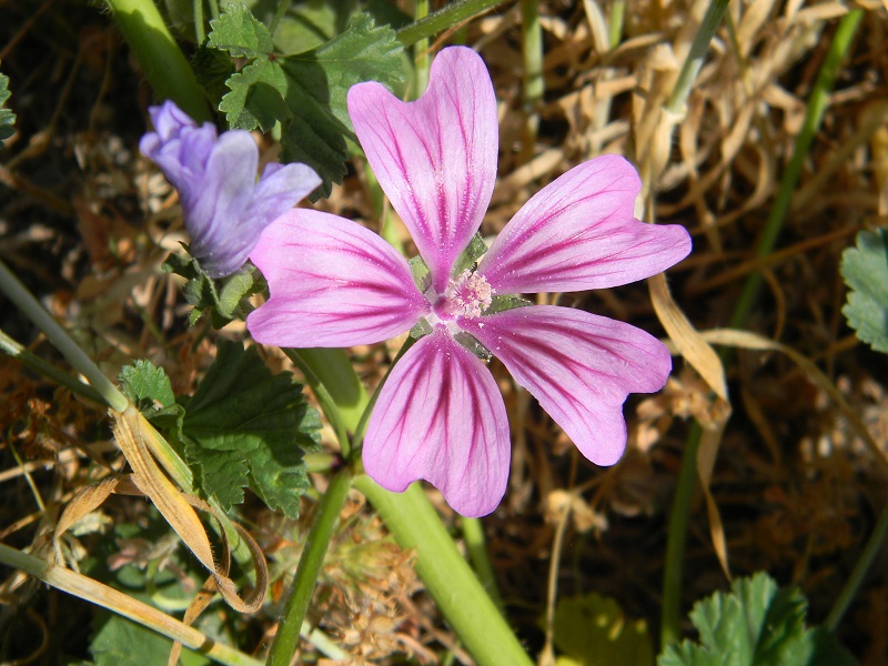 Malva sylvestris