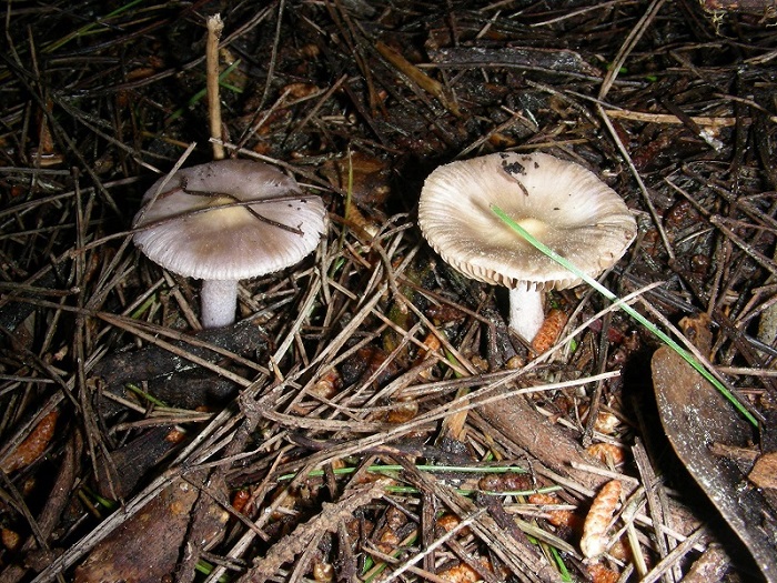 1)Vecchio ritrov.aprile 2010.bosco aghifoglie latifoglie