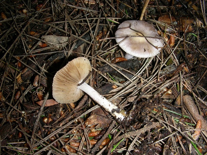 1)Vecchio ritrov.aprile 2010.bosco aghifoglie latifoglie