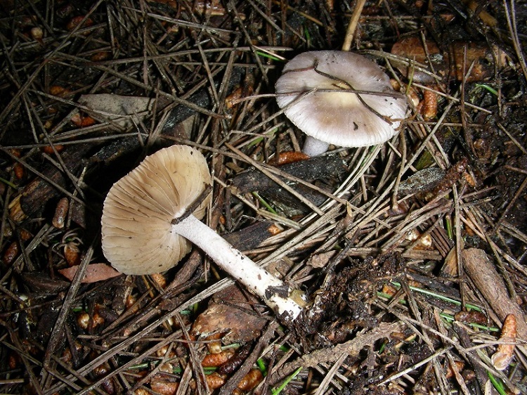 1)Vecchio ritrov.aprile 2010.bosco aghifoglie latifoglie