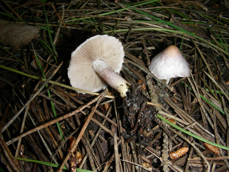 6)Vecchi ritrov.aprile 2010.bosco aghifoglie latifoglie