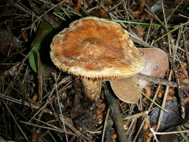 3)Vecchio ritrov. aprile 2010.bosco aghifoglie latifoglie