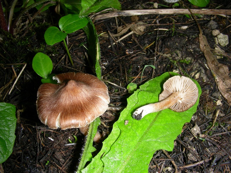 7)Vecchio ritrov.aprile 2010.bosco aghifoglie latifoglie.