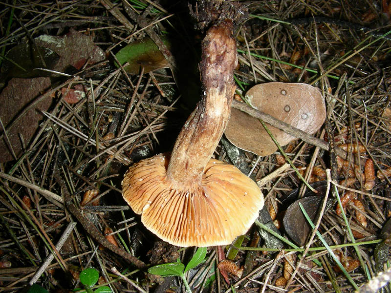 8)Vecchio ritrov.aprile 2010.bosco aghifoglie latifoglie