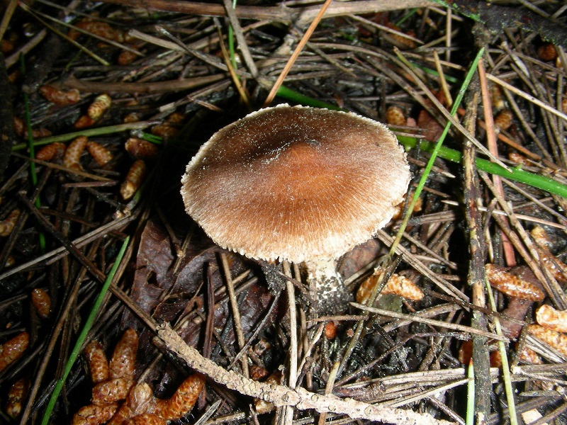 4)Vecchio ritrov.aprile 2010.bosco aghifoglie latifoglie