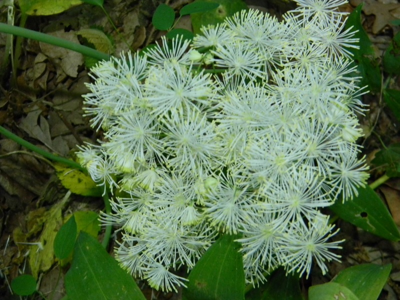 Thalictrum aquilegiifolium (Ranunculaceae)