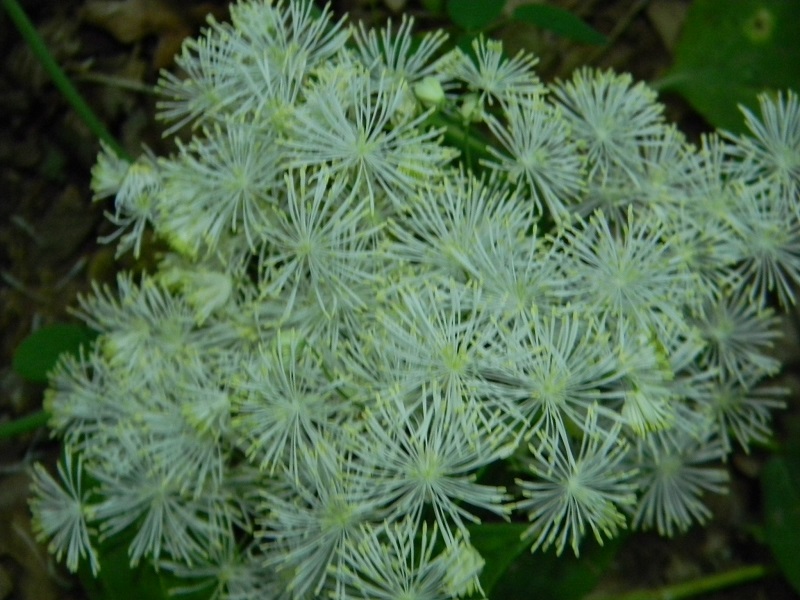 Thalictrum aquilegiifolium (Ranunculaceae)