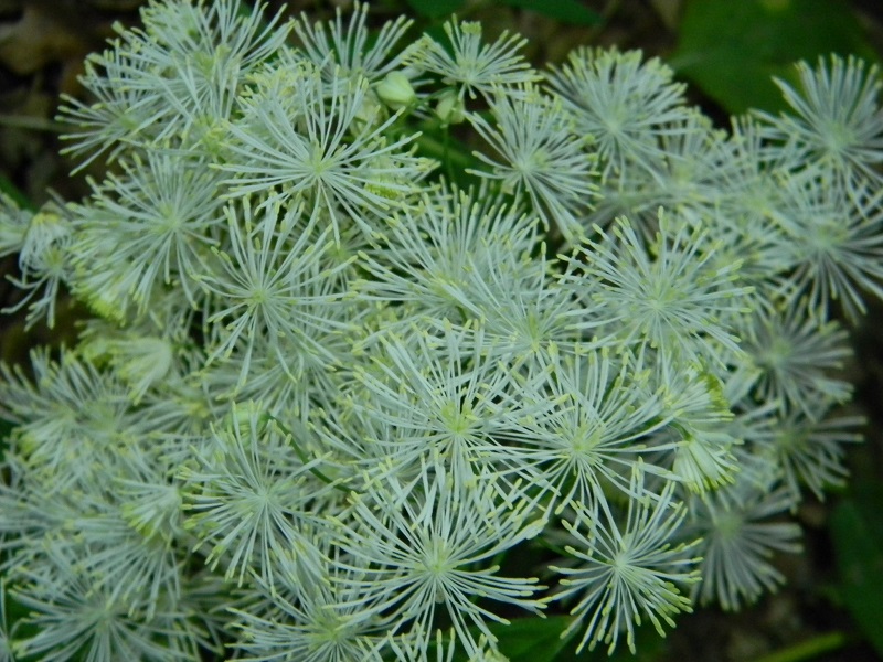 Thalictrum aquilegiifolium (Ranunculaceae)