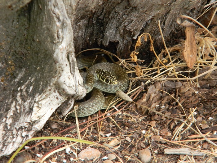 Serpente fotografato il 2.9.2017 in pineta marina Lazio