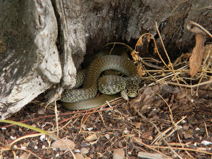 Serpente fotografato il 2.9.2017 in pineta marina Lazio