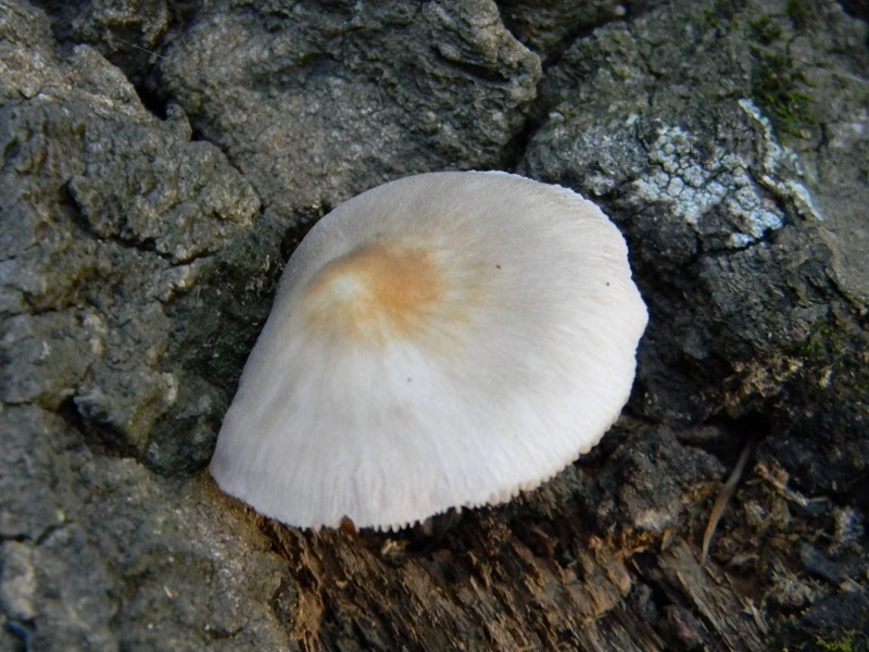 1)Fotogr.il 20.07.2018.sotto Quercia lignicolo unico ritrovamento