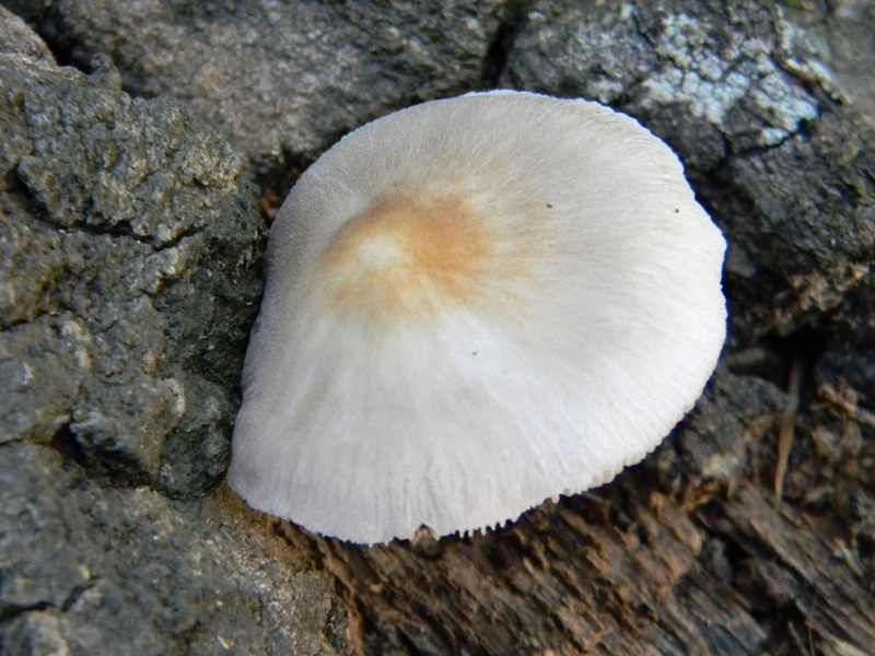 1)Fotogr.il 20.07.2018.sotto Quercia lignicolo unico ritrovamento