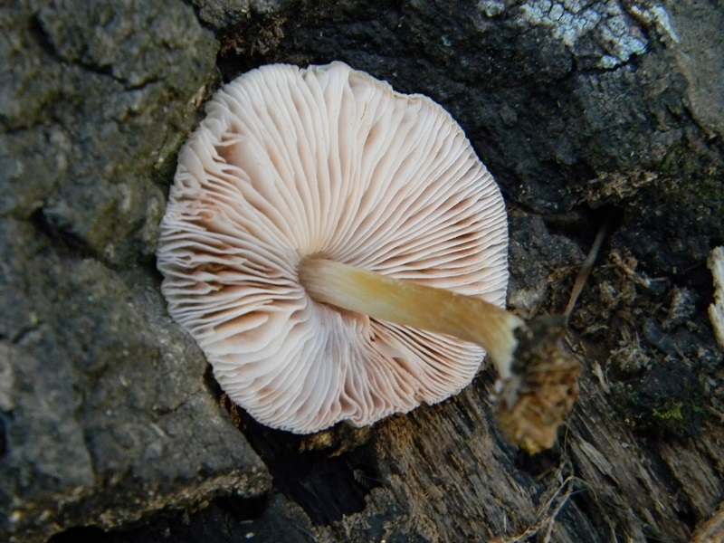 1)Fotogr.il 20.07.2018.sotto Quercia lignicolo unico ritrovamento