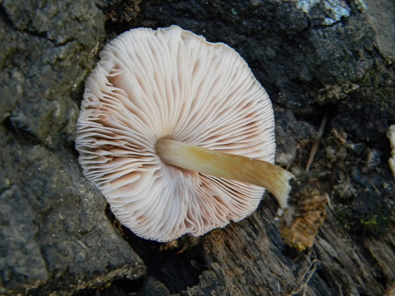 1)Fotogr.il 20.07.2018.sotto Quercia lignicolo unico ritrovamento