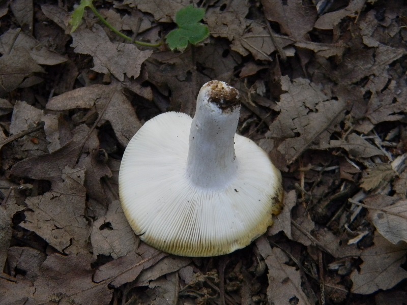 11)Fotogr.il 3.07.2018.sotto Quercia