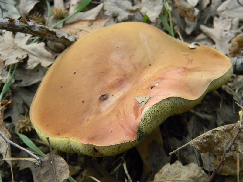 3)Fotogr.il 6.07.2018.bosco misto di latifoglia