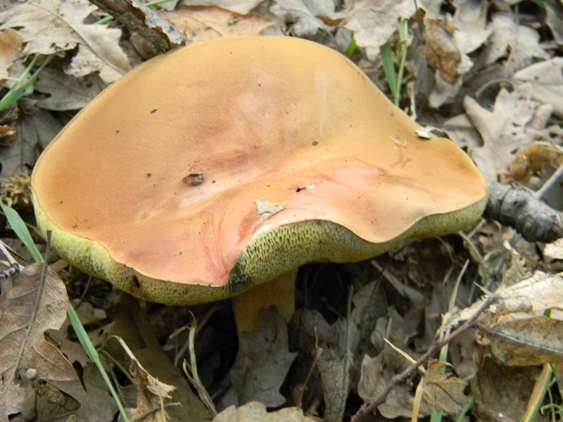 3)Fotogr.il 6.07.2018.bosco misto di latifoglia