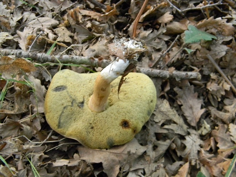 3)Fotogr.il 6.07.2018.bosco misto di latifoglia